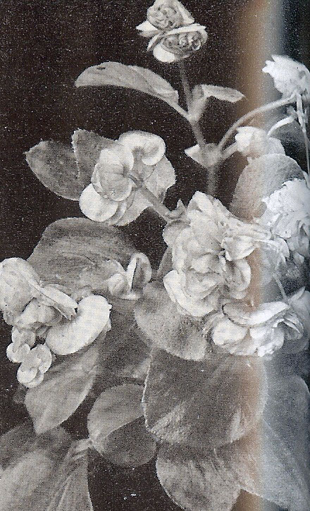 B. ‘Gustav Lind’